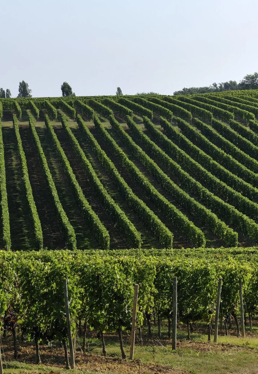 Vignes