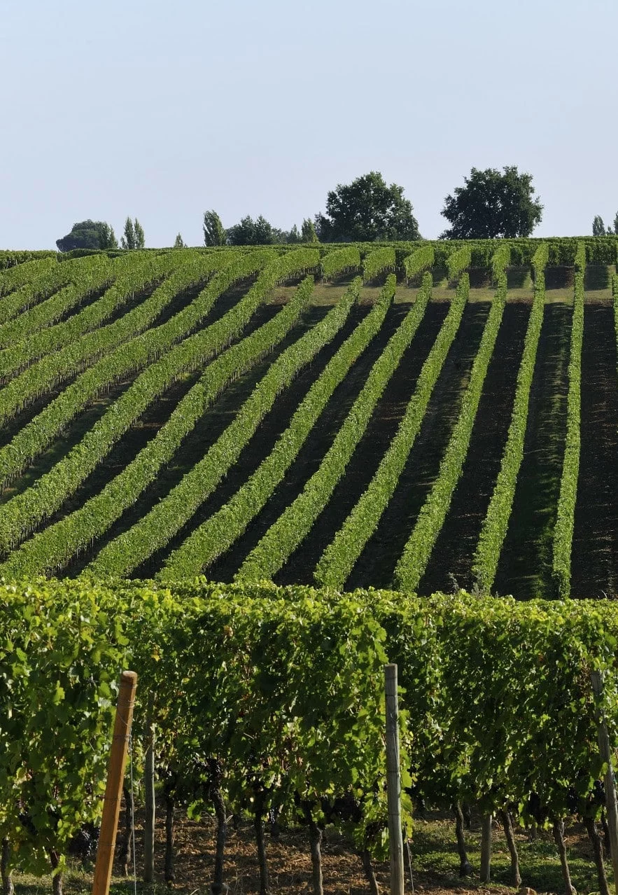 Vignes