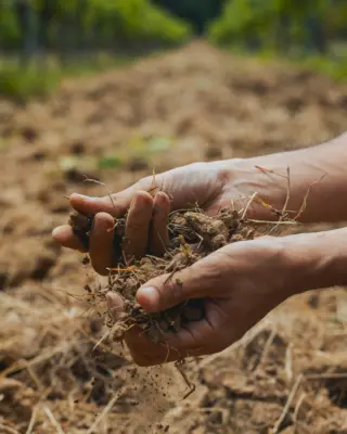🍇 Au Château Gantonnet, les sols sablo-argileux parsemés de boulbènes et les sous-sols calcaires offrent aux vignes un drainage naturel et une belle fraîcheur.Un terroir qui participe pleinement à l'expression de nos vins. ✨-🇬🇧🍇 At Château Gantonnet, the sandy-clay soils scattered with boulbènes and the limestone subsoils provide the vines with natural drainage and remarkable freshness.A terroir that plays a key role in the expression of our wines. ✨Crédit photo : @abellanbmx#chateaugantonnet #domainesrichard #famillerichard #bordeaux