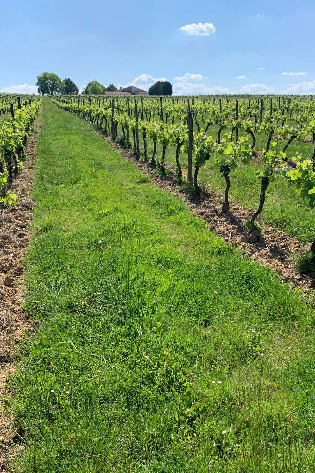 Le domaine vigne vertical