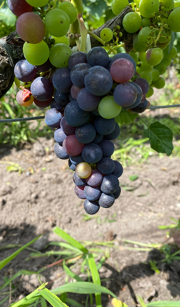 Une grappe de raisin en cours de veraison dans les vignes du  cru artisan, margaux