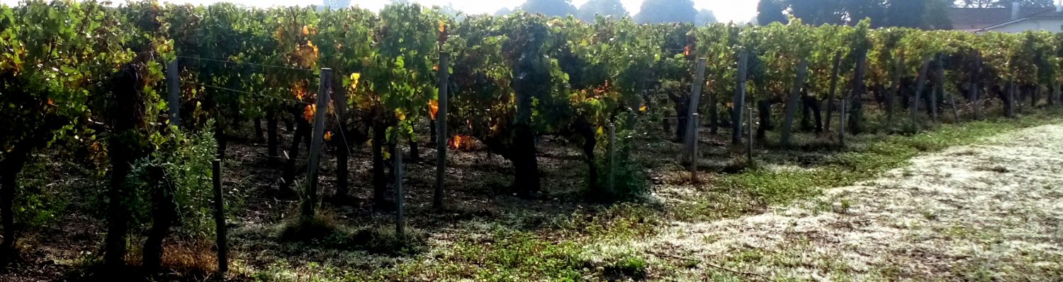 Château Côtes du Gros Caillou — photo 7