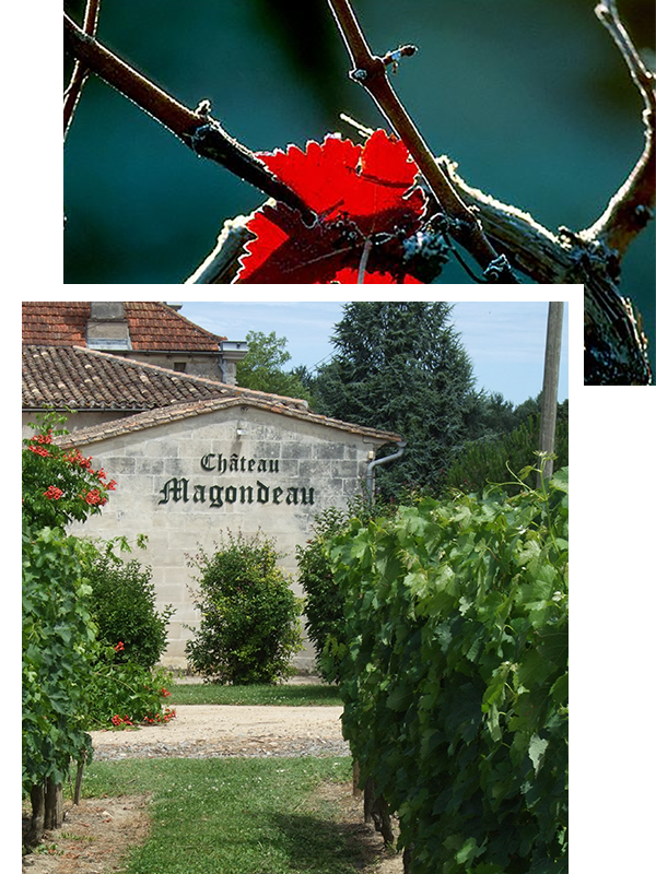 Château Magondeau — photo 7