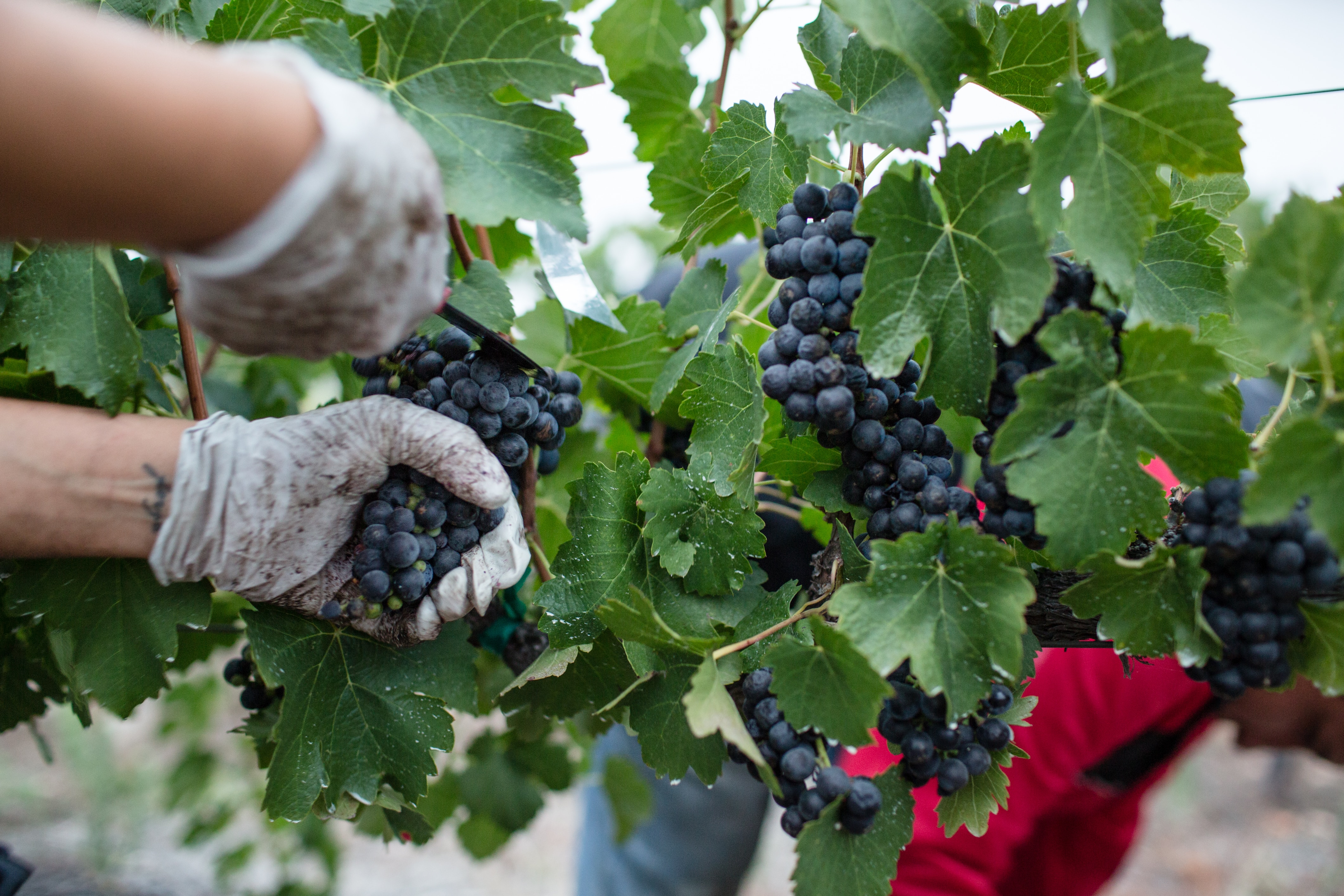 La première étape est la récolte des raisins, un processus méticuleux qui marque le début de la création du vin