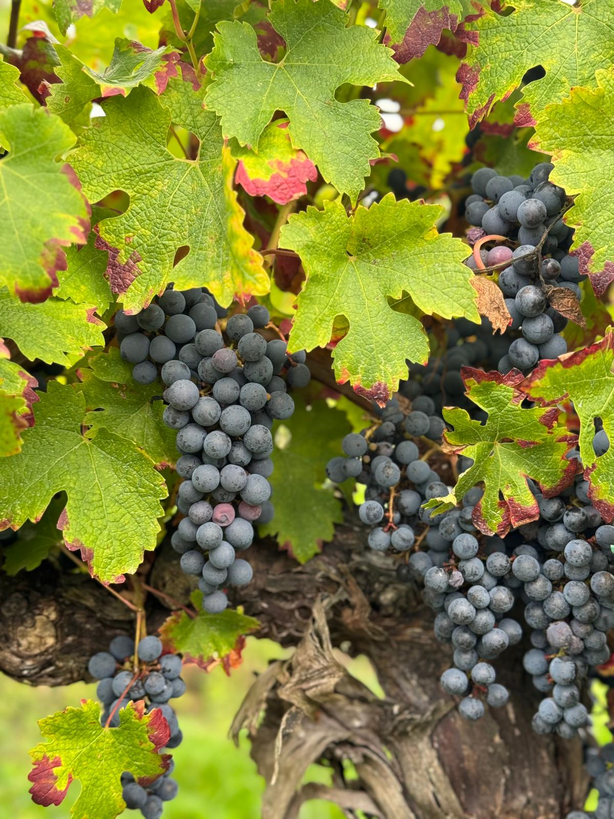 raisins vignobles.jpg