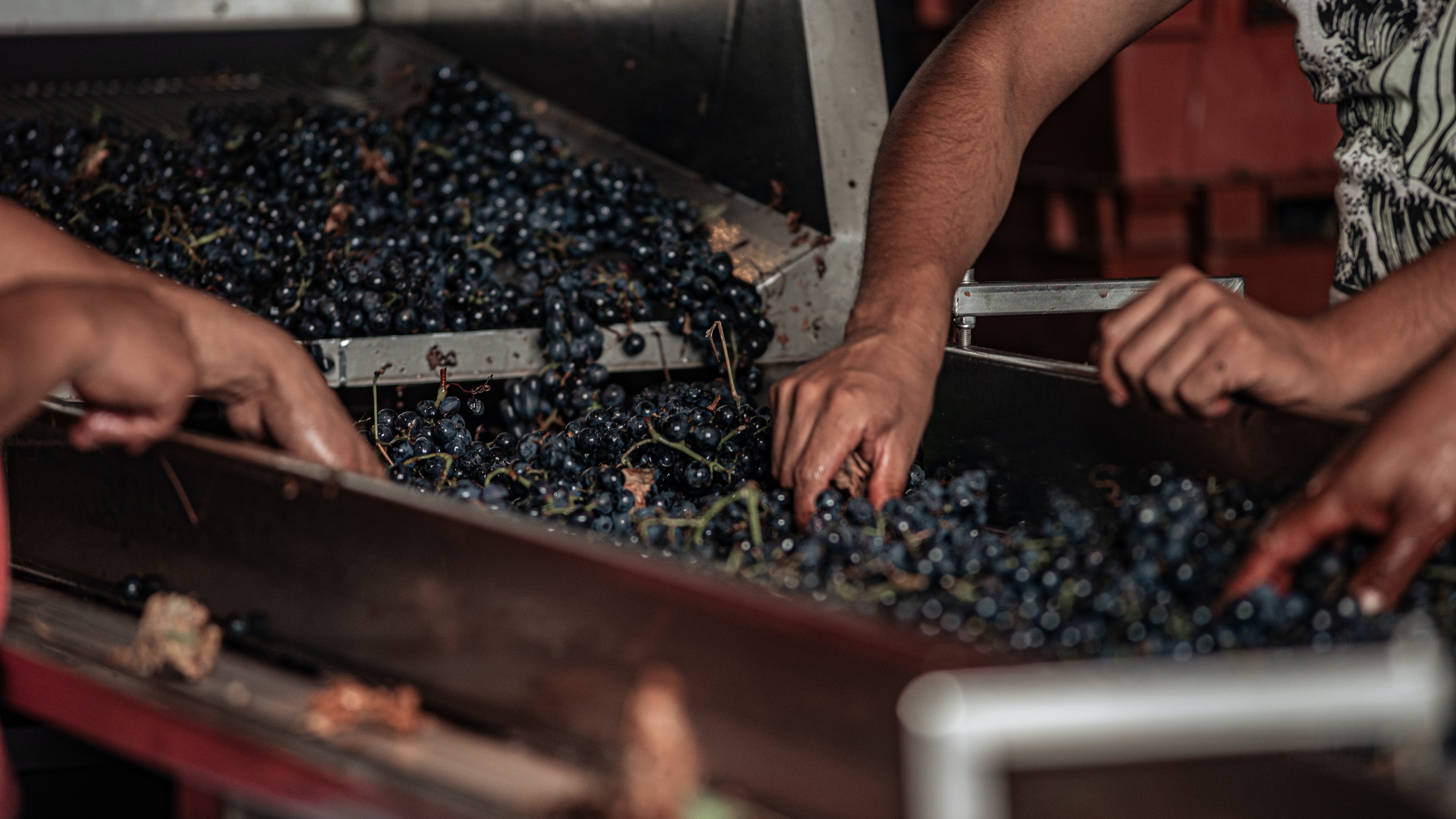 La deuxième étape, l'égrappage, requiert un savoir-faire précis pour préparer les raisins à la vinification