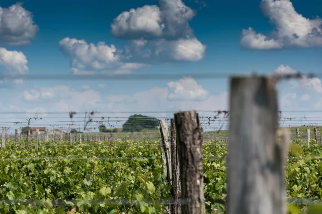 DU POSITIF ! ⭐️ Pour le moment le temps est très clément, laissant la vigne et les raisins se développer tranquillement, pas de pourriture ni de maladies. On croise les doigts 🤞