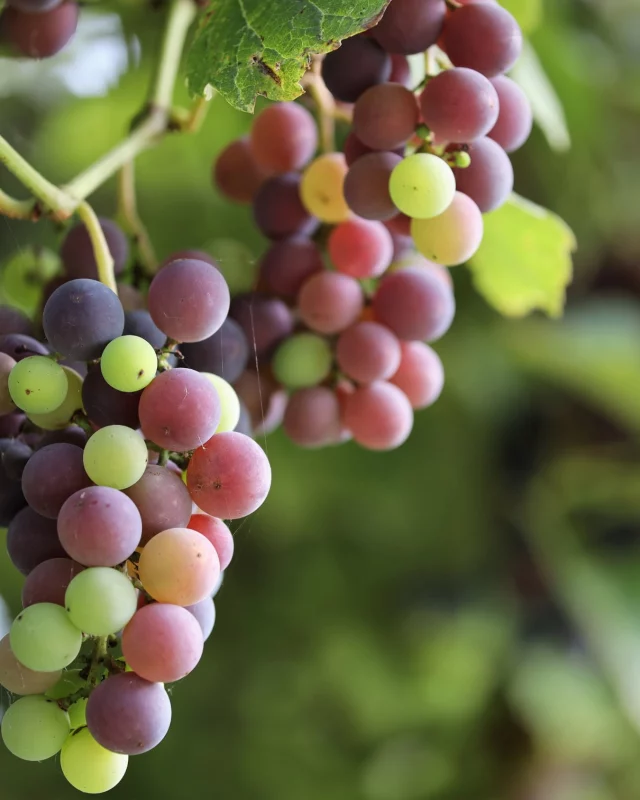 La véraison se fait attendre… Avec cette chaleur intense, la vigne souffre et se met en quelque sorte « au ralenti ». Les raisins tardent à changer de couleur et à mûrir. Un peu de fraîcheur ferait le plus grand bien à nos vignes ! 🌿☀️