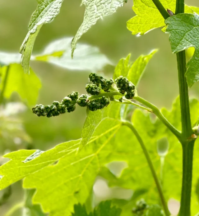 • Le futur millésime 2026 • La vigne de développe de jours en jours #saintemiliongrandcru