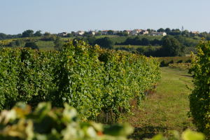 Château Pascaud — photo 4