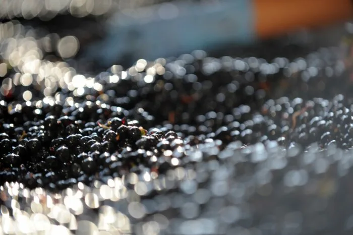 a pile of black berries