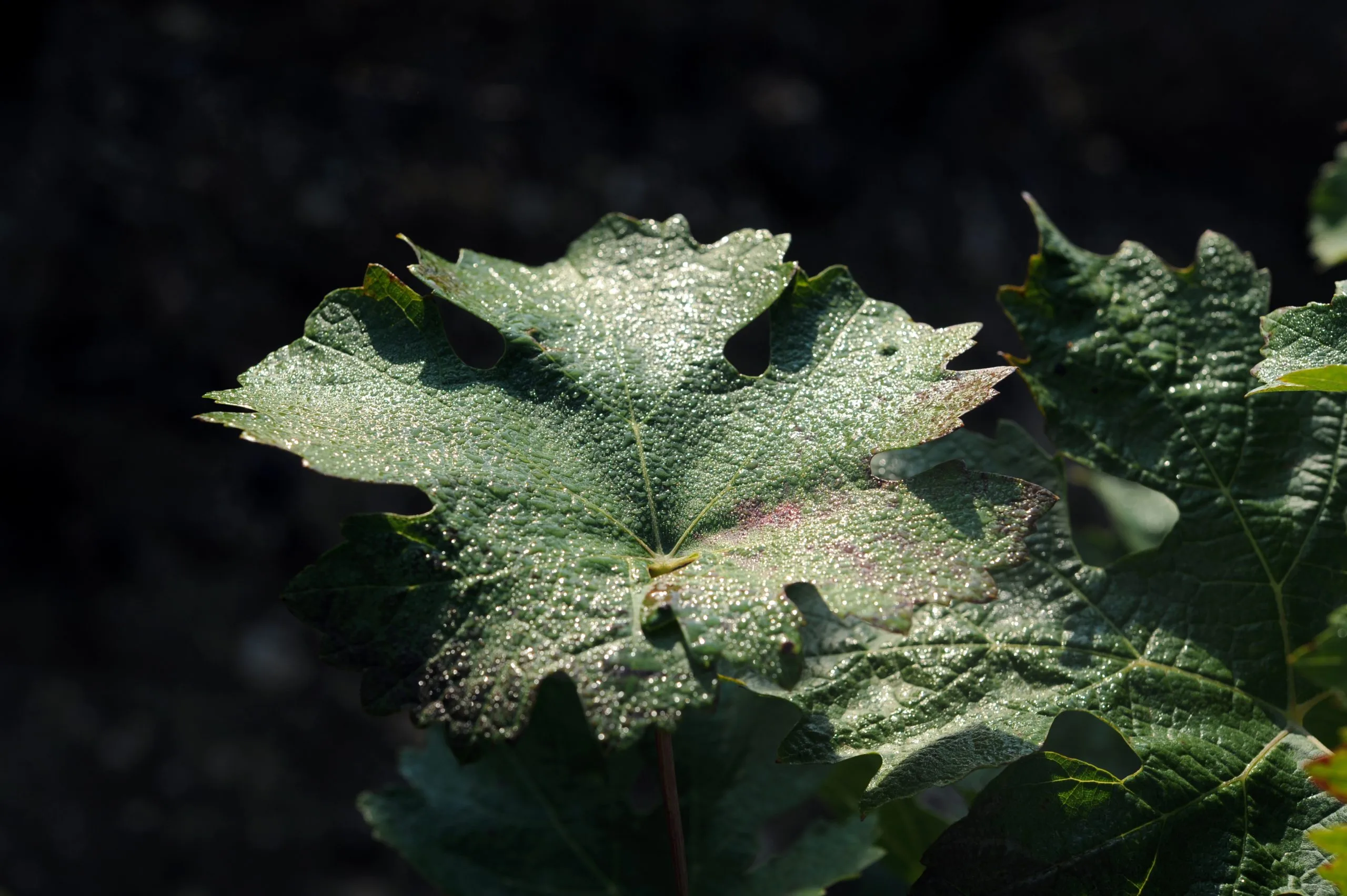 a close up of a leaf