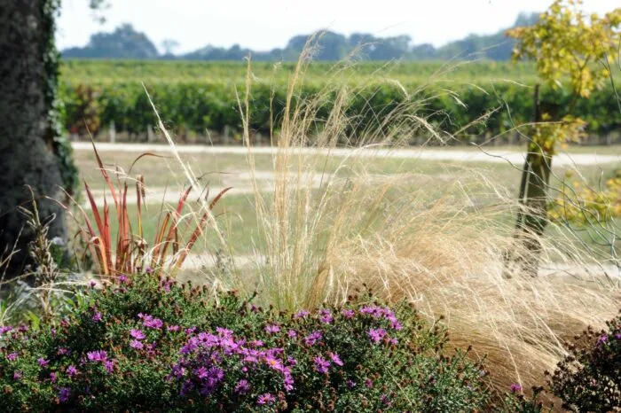 a field of flowers and plants