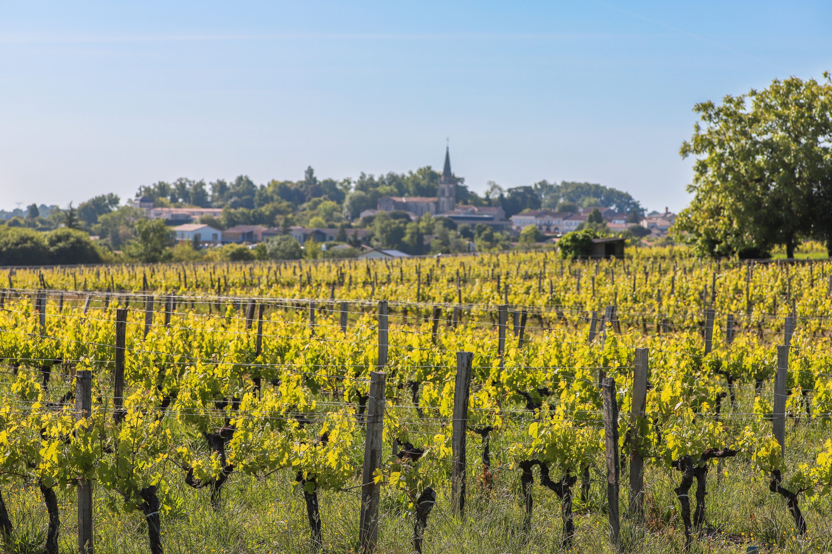 Château Lafargue - Pessac-Léognan