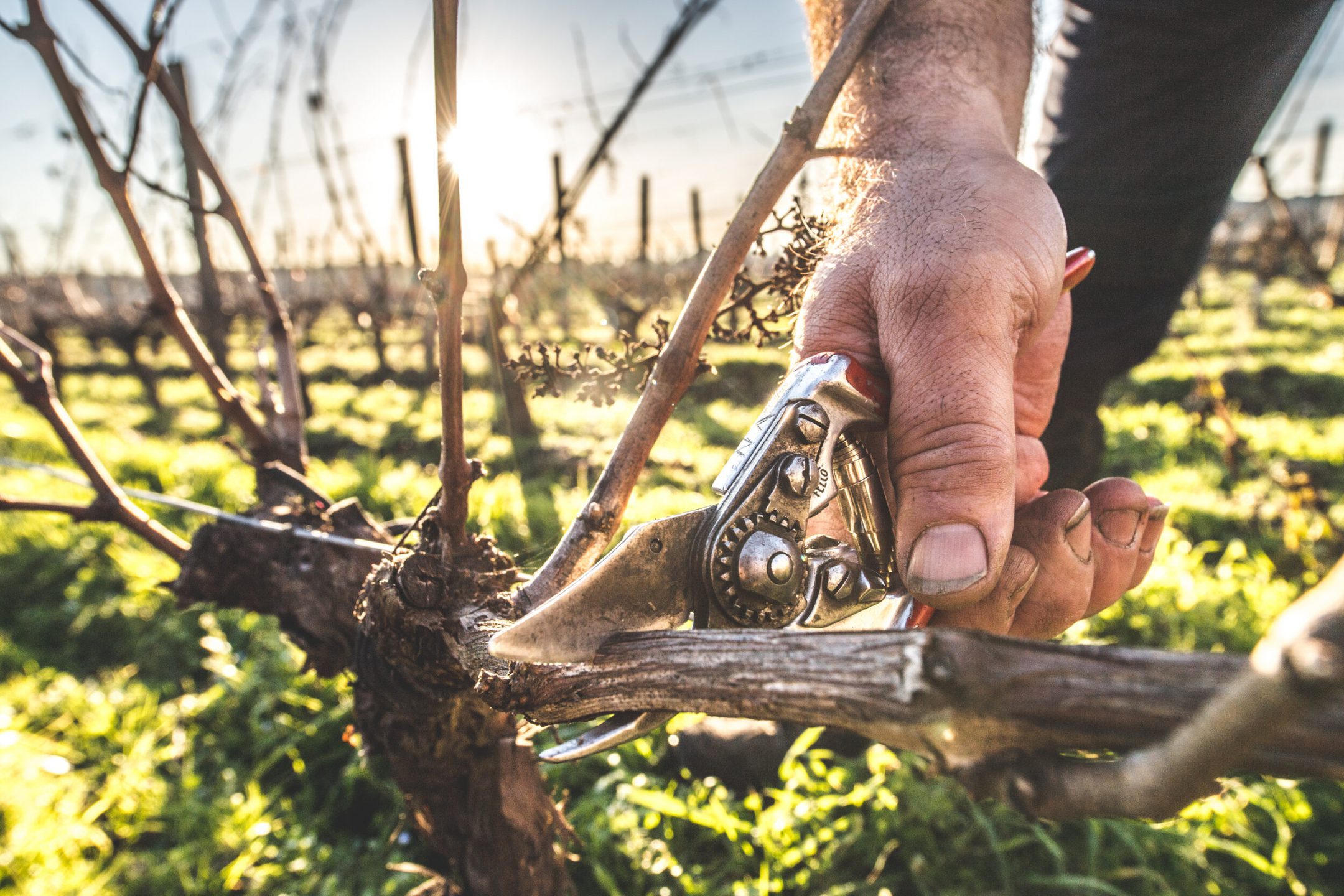 Accueil - Château Clément Pichon