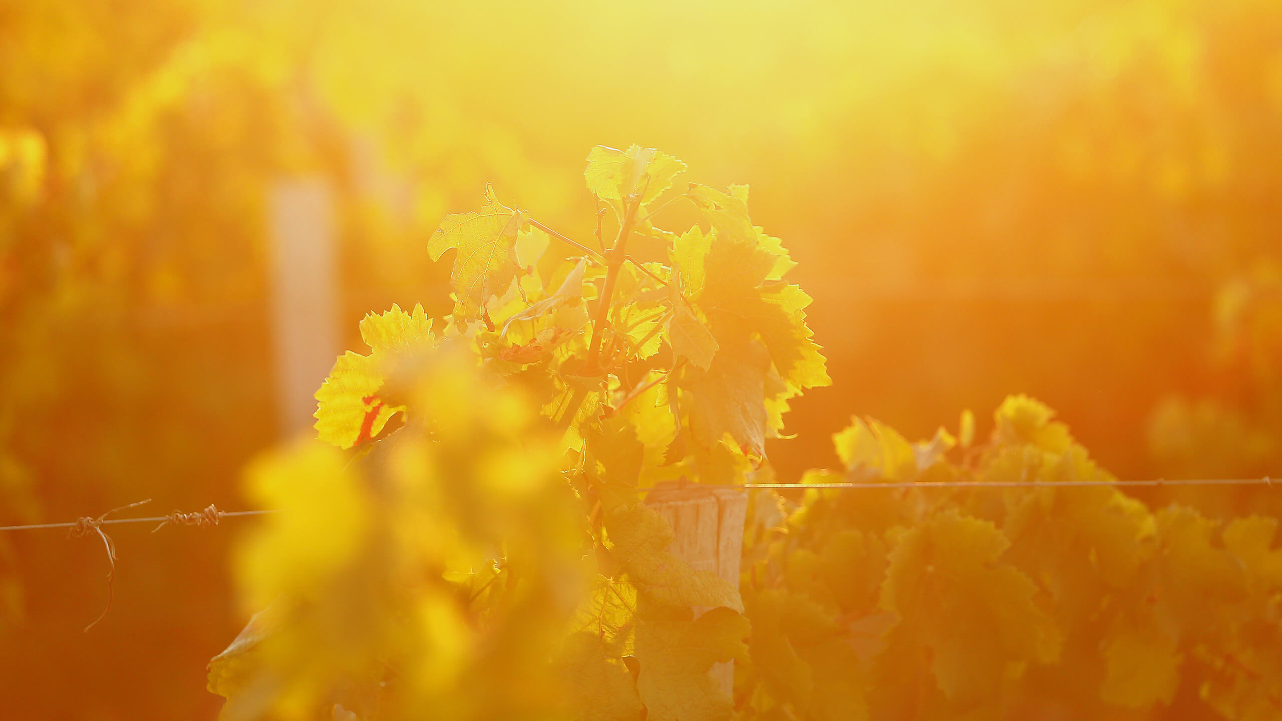 Château de Malleret — photo 6