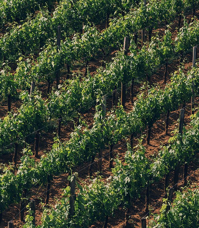 Château Canon vineyard