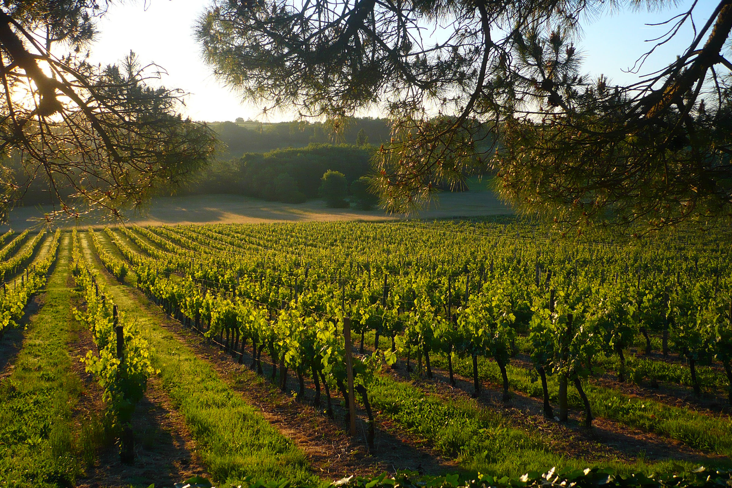 Château Hostens-Picant - Sainte-Foy Côtes de Bordeaux