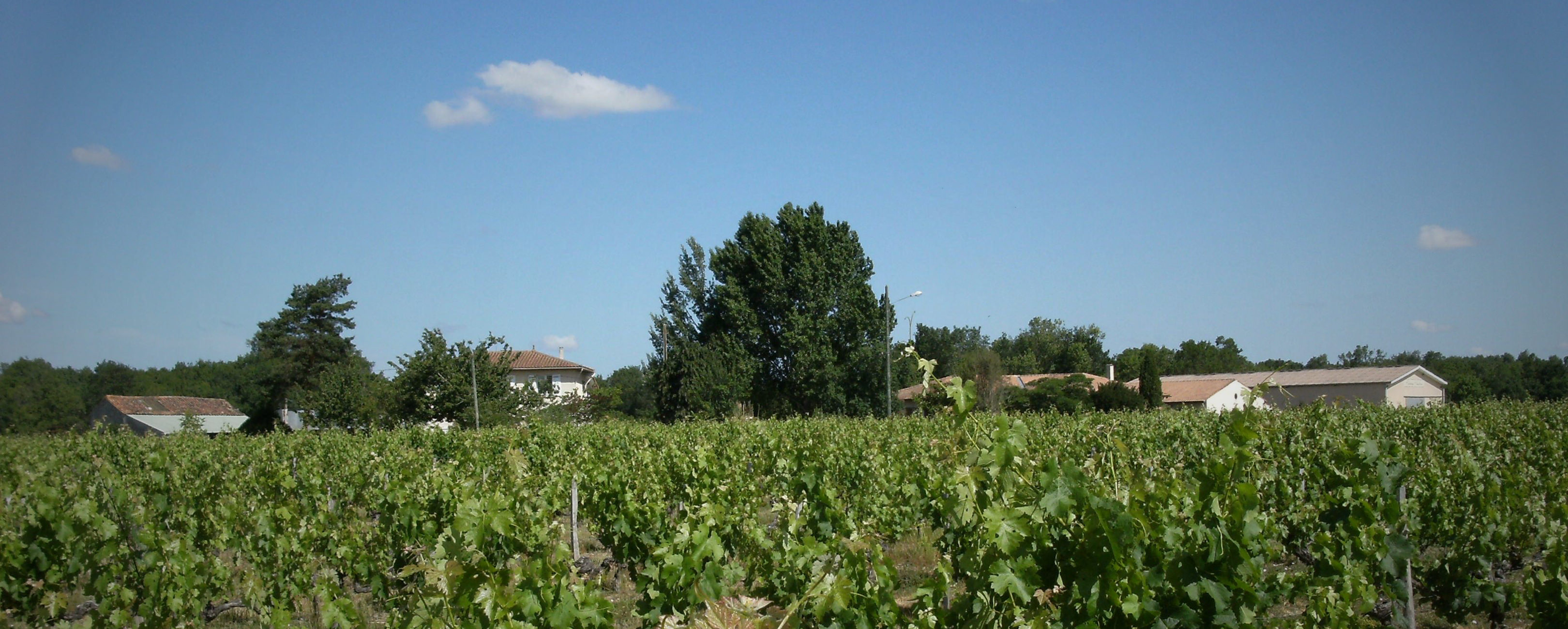 Château Andron - Haut-Médoc