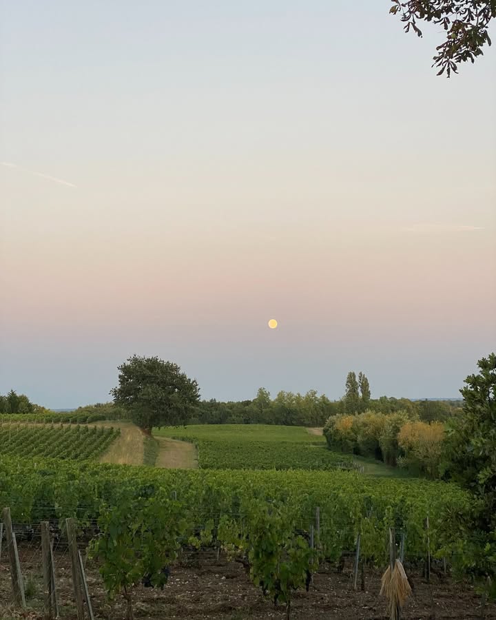 Château Andron — photo 4