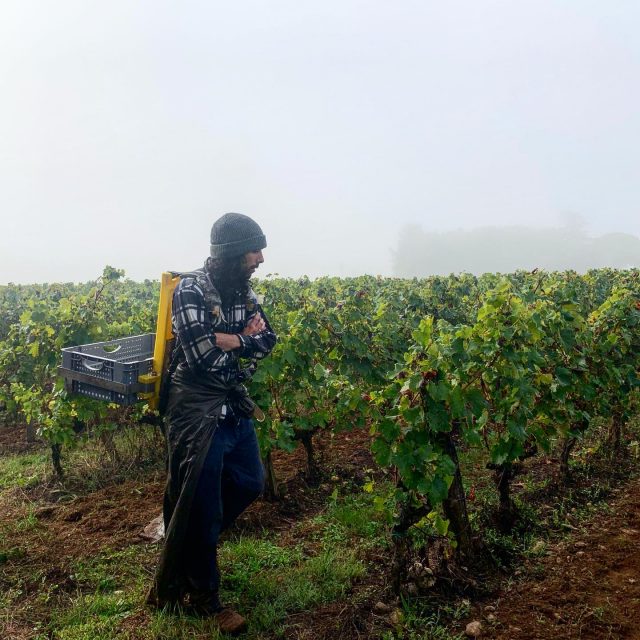 Vendanges dans la brume matinale qui fait naître le botrytis sur nos jolis raisins 🍇 #chateaubroustet #sauternes #barsac #grandcruclasse1855 #uniondesgrandscrusdebordeaux #vigne #vignoble #vineyard #whitewine #sauternais #winelover #winepositive #wine #igersbordeaux