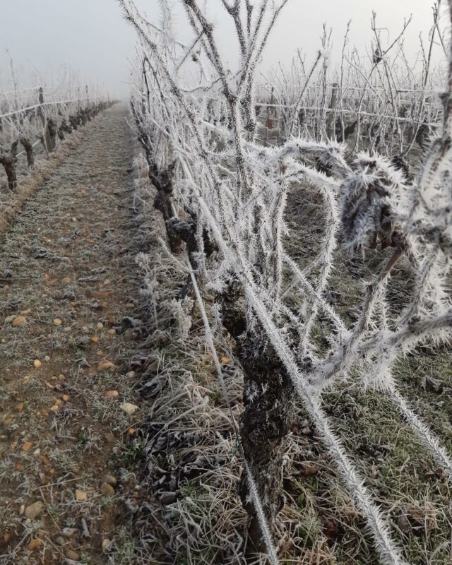 L’hiver s’empare des vignes du Château Broustet à Barsac... #chateaubroustet #sauternes #barsac #grandcruclasse1855 #vigne #vineyard #vignoblesdeterroirs #liqoreux #wine #whitewine #winepositive #winelover #winemaker #igersbordeaux