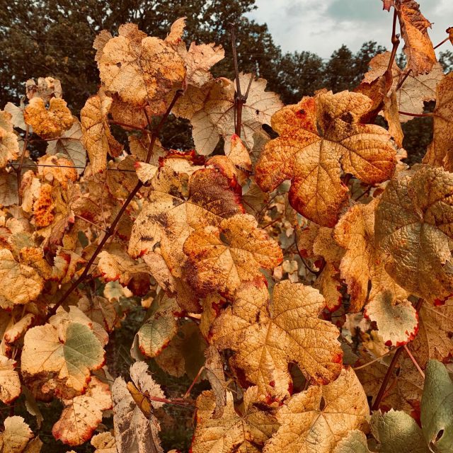L’automne dans nos vignes... 🍁 Bienvenue dans les parcelles de vigne du Château Carillon. Sur la commune de Saillans, au bord de l’Isle, nous cultivons nos vignes avec soin et attention en agriculture biologique. #automne #fall #vigne #vineyard #chateaucarillon #fronsac #agriculturebiologique #bio #organicagriculture #biodiversité #biodiversity #winemaker #winelover #winepositive #igersbordeaux #frenchwine #vignoblesdeterroirs