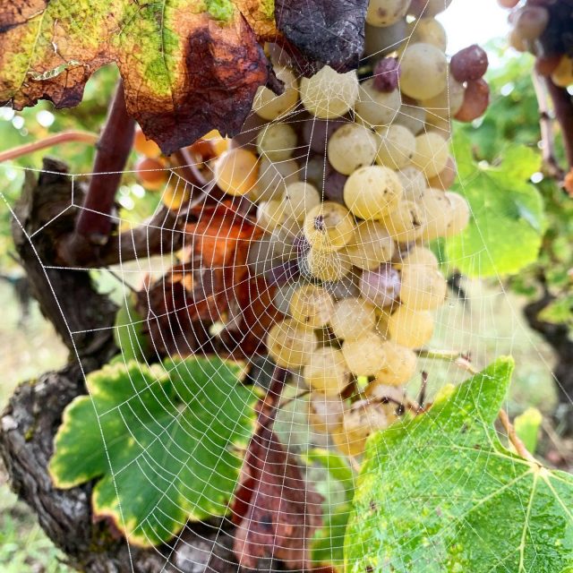 Un matin dans les vignes du Château Broustet à Barsac 🍇 #Barsac #châteauBroustet #sauternes #grandcruclassé #grandcruclasse1855 #uniondesgrandscrusdebordeaux #sauternais #spiderweb #toiledaraigner #raisin #grape #vineyard #vignoblesdeterroirs #igersbordeaux #winelover #winepositive #wine #whitewine