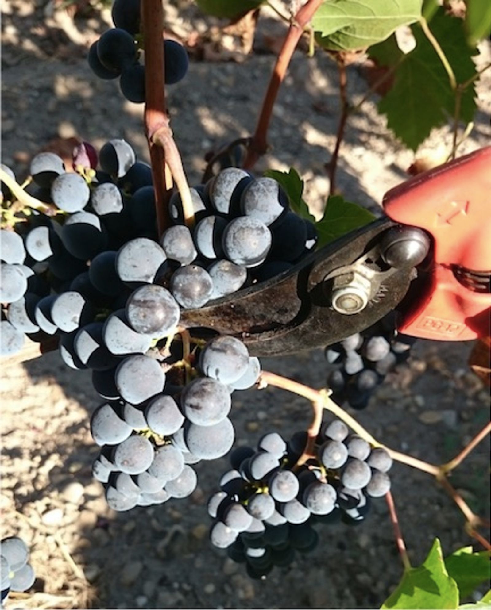 Domaine Chante-Alouette-Cormeil — photo 2