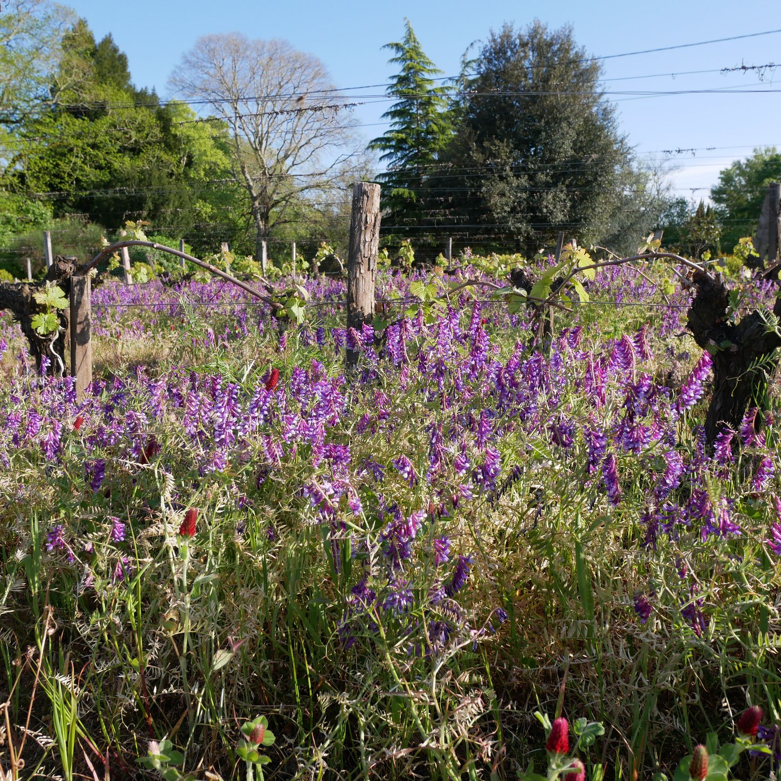 Domaine Chante-Alouette-Cormeil — photo principale