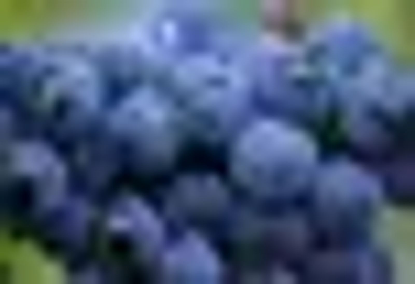 Découvrez nos vins emblématiques