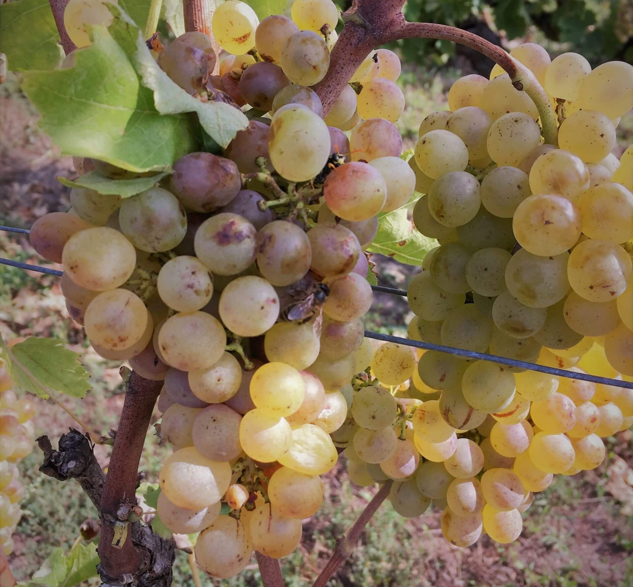 Grappe blanc