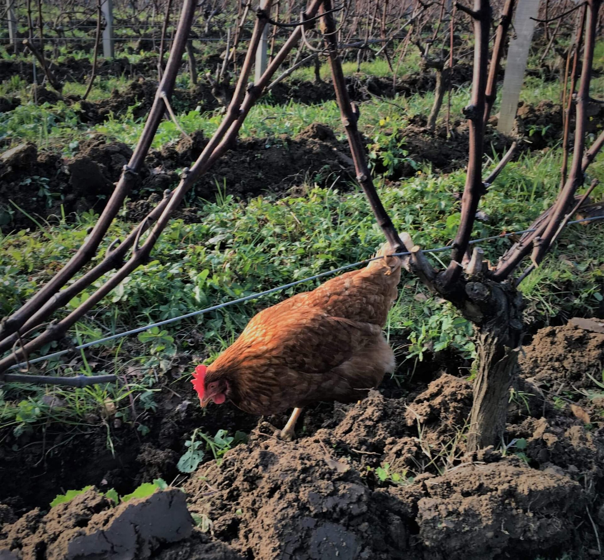Une poule dans la vigne