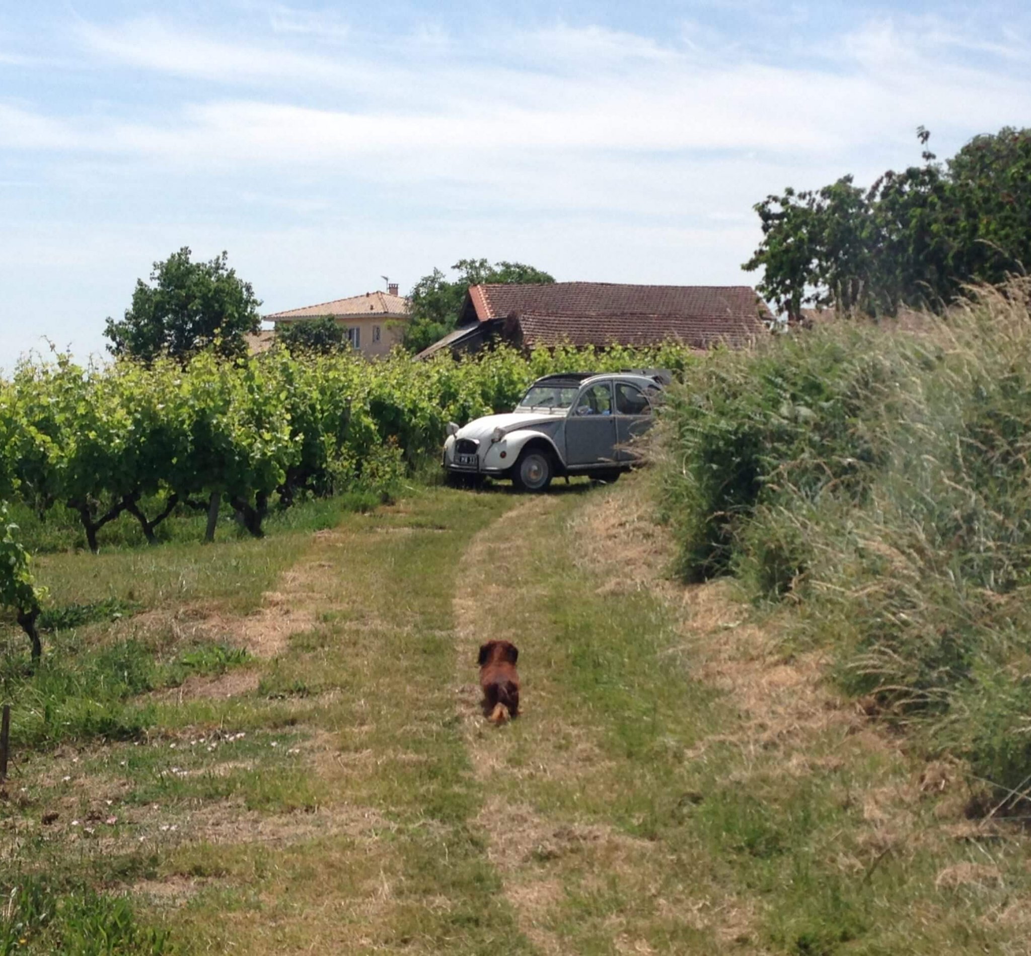 2CV dans la vigne