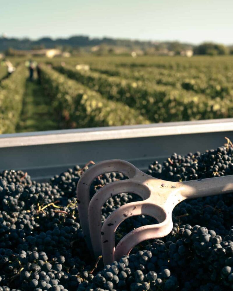Pindefleurs_Vendanges_2015-21