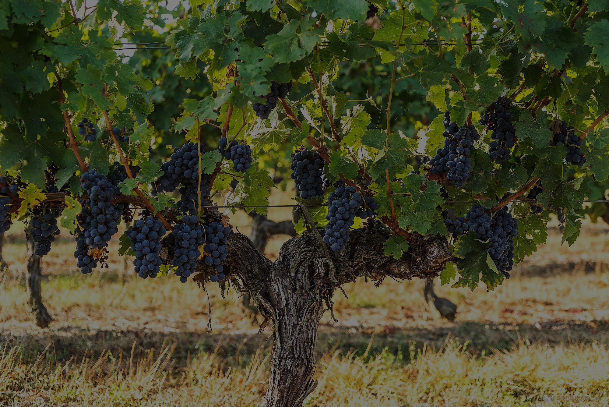 Vignobles Dubois — photo 3