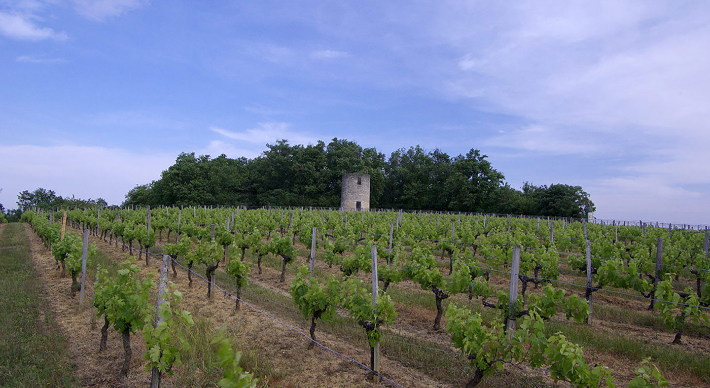 Château Tour des Graves — photo 2