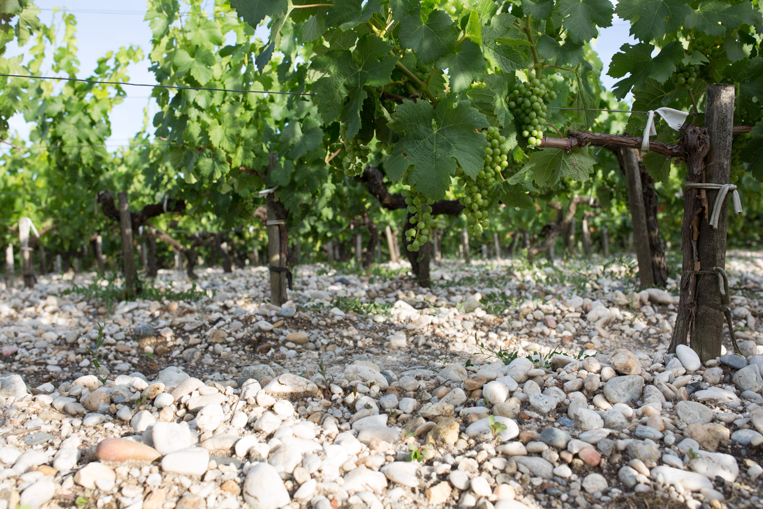 Château Dutruch Grand Poujeaux — photo 4