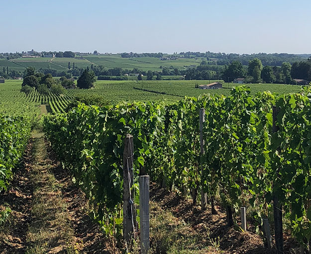 Château Petit Faurie de Soutard — photo 9