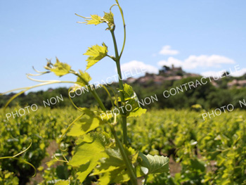À vendre ? Ensemble de vignes irriguées ? 7,05 ha ? Pépieux Aude ? Minervois