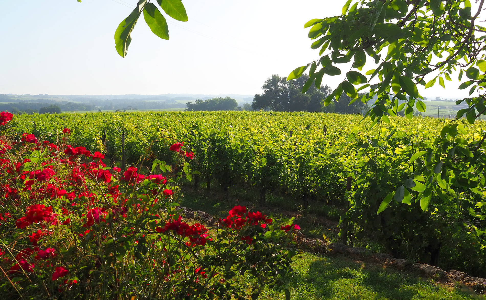 Château Clos de Sarpe - Saint-Émilion