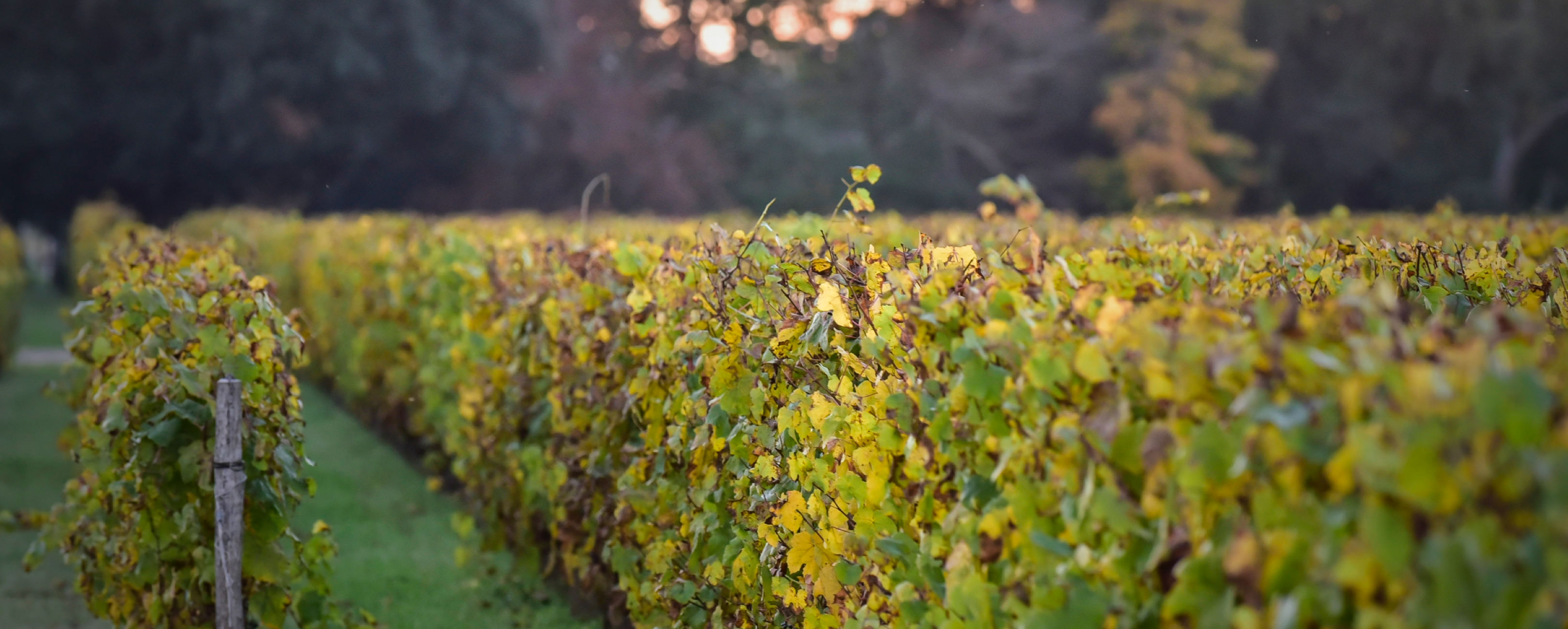 Château Baudens - Médoc
