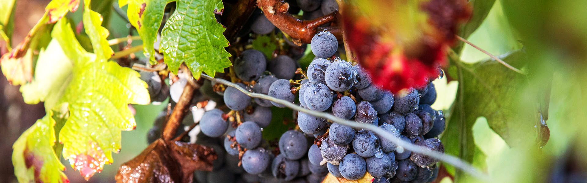 2013-10-05-MunckLussac-5_2021