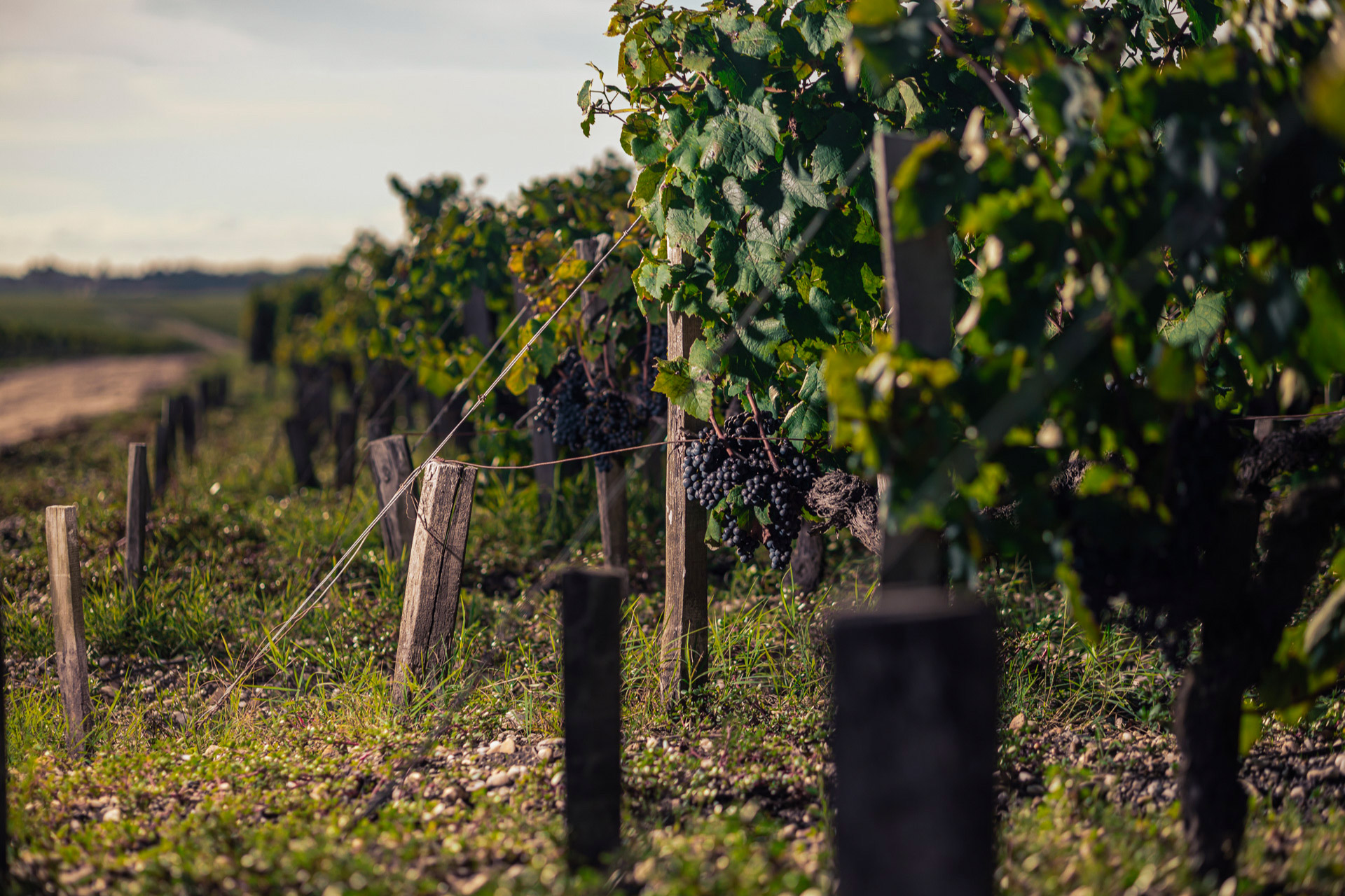vignes château talbot