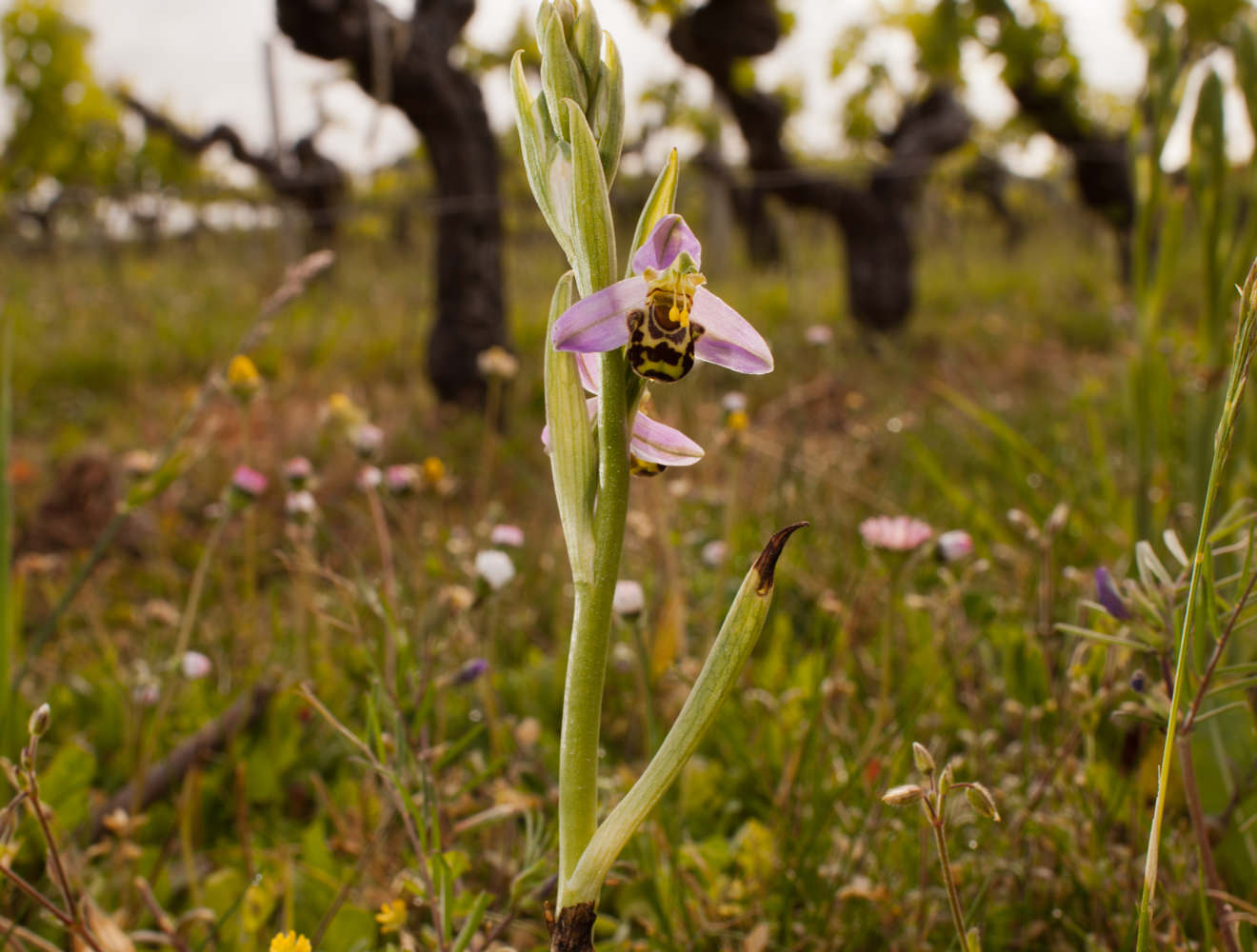 Clos du Moulin — photo 2