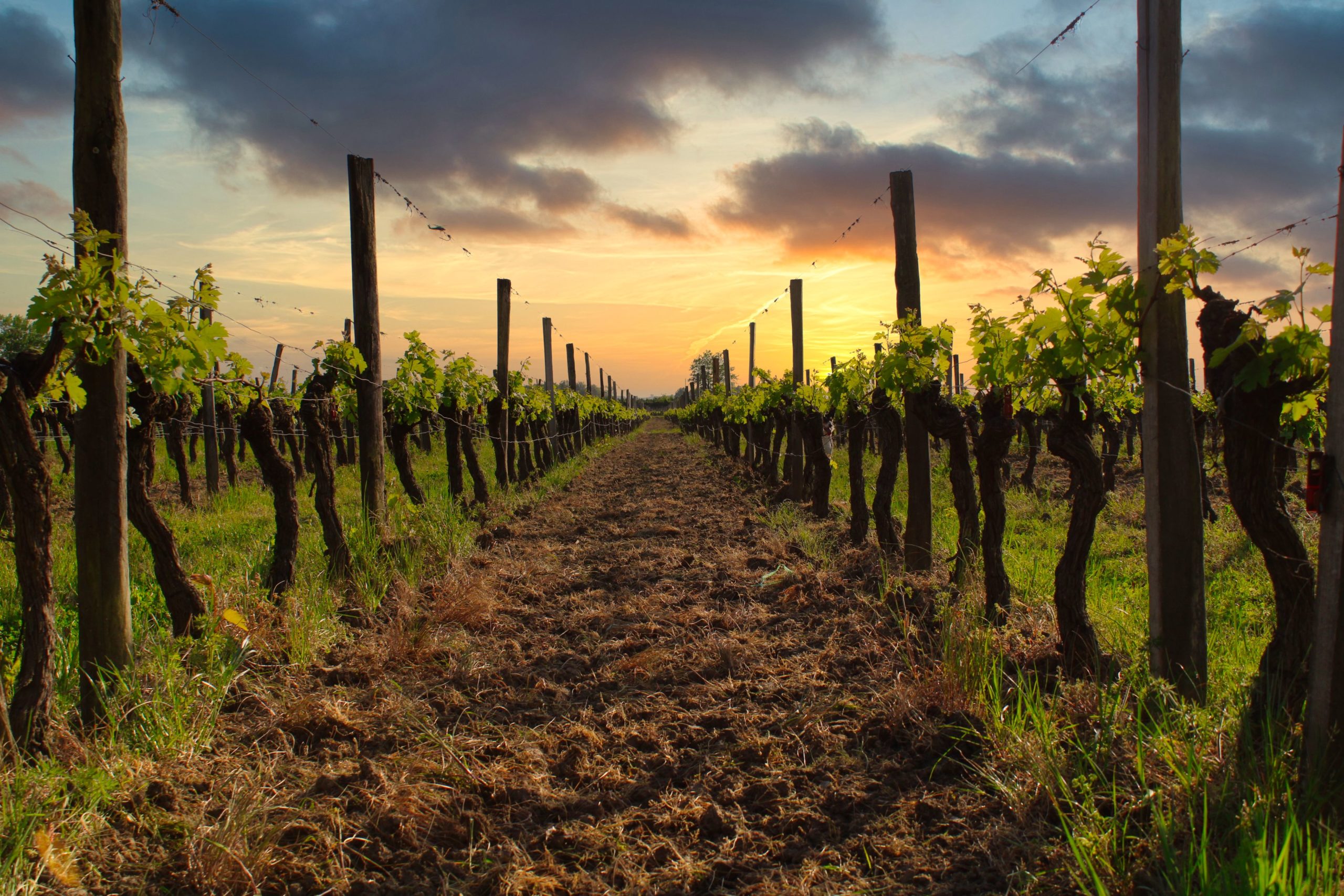 Vignobles Coutant — photo 2