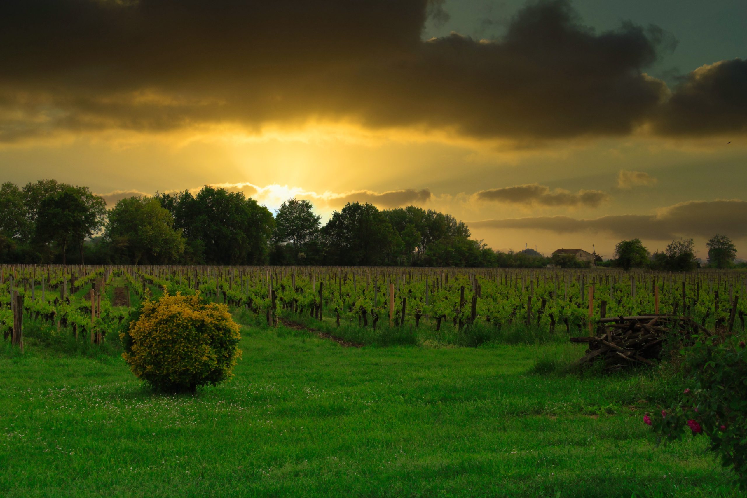 Vignobles Coutant - Saint-Émilion
