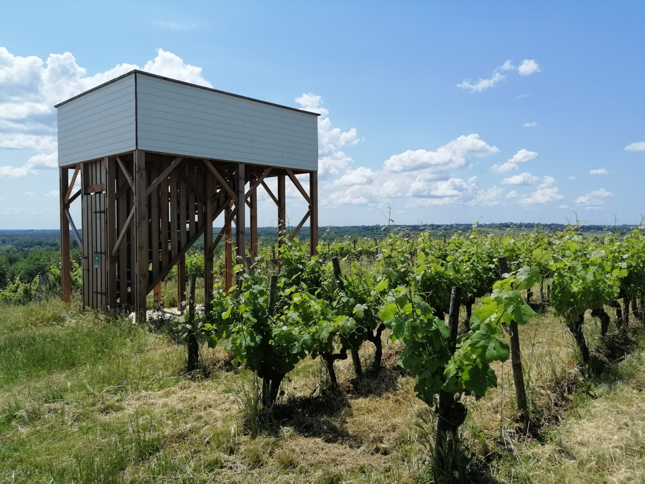 Château la Tour Blanche — photo 7