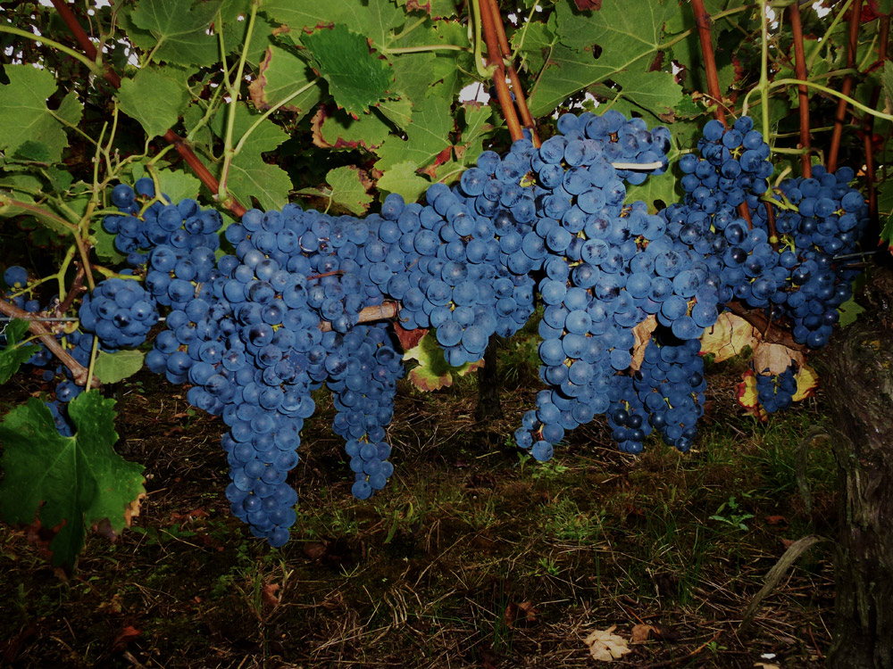 Clos Toumalin — photo 5