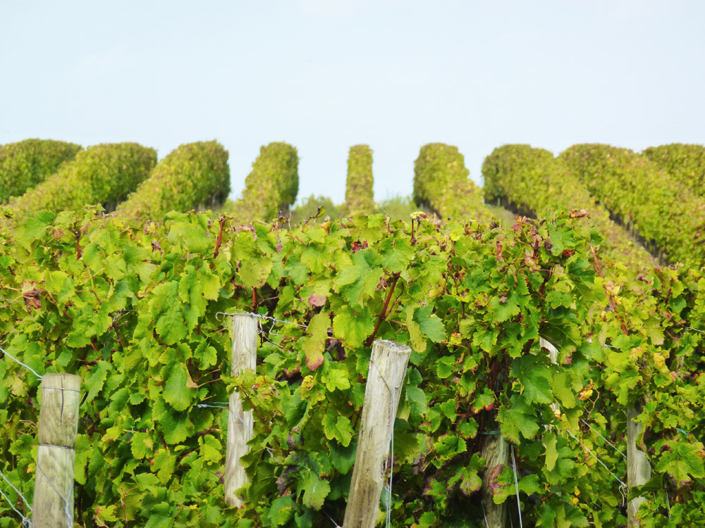 Clos Toumalin — photo 4